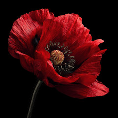 Red poppy flower close-up on black background, dramatic lighting
