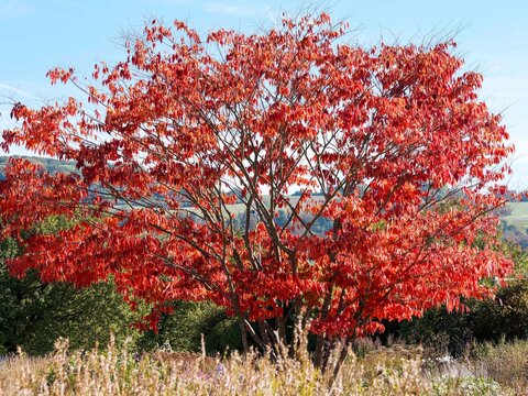 Zelkova serrata | Japanese Keaki - Japanese zelkova -  Japanese elm. Ornamental tree with short grayish-brown multi-trunks, round topped head and spreading branches clothed with red-orange leaves