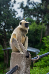 Obraz premium Monkey sit on railing 