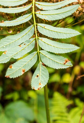plant leaves damaged leaf plates by fungi and parasites destroying tissues , close-up and soft focus