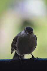 Small Bird Perched on Metal Rod Against Neutral Background. Calandria