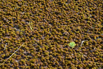 Dense Carpet of Brown and Green Aquatic Plants