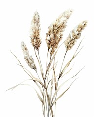 Watercolor wheat ear, hand drawn illustrations, isolated, bakery design, homemade baking