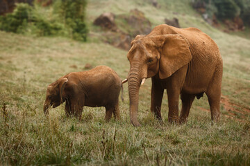 Adult African Elephant and Calf Walking Together on the Savannah