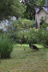 female peacock and a baby chick on green grass