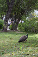 female peacock and a baby chick on green grass