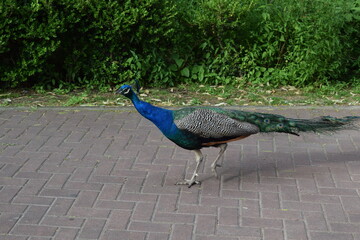 Peacock Walking on Brick Path in Green Garden