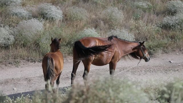  Beautiful horses are grazing on the green meadow near the trees in the sunny spring day.
