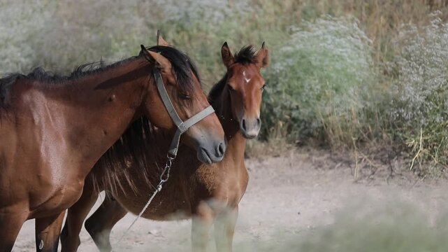  Beautiful horses are grazing on the green meadow near the trees in the sunny spring day.
