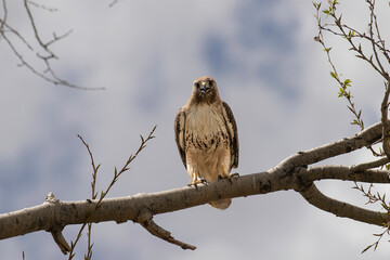 Red-tailed hawk perched in a tree