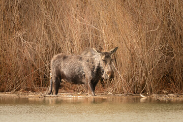 Cow moose in Mud Lake, Idaho