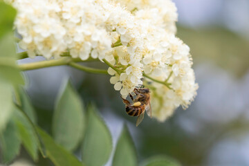 Honeybee pollinating mountain ash flowers