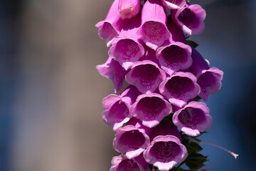 Foxglove Wildflower