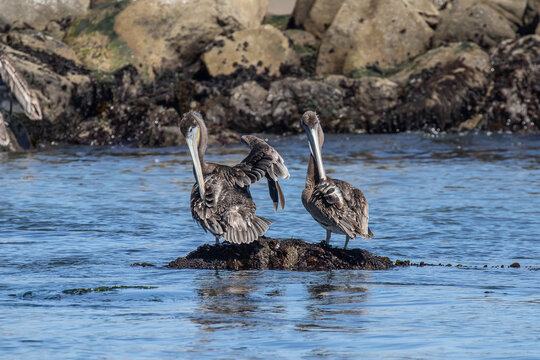 Brown Pelicans preening in Coos Bay, Oregon