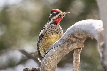 Red-naped sapsucker on a cottonwood branch