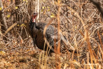 Merriam's turkey in a forest