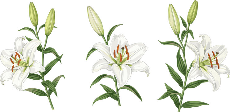 White lily flower botanical illustration set, elegant blooming lilies with buds leaves for floral nature design vector art