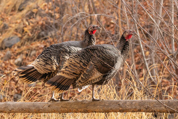 Turkeys on a fence
