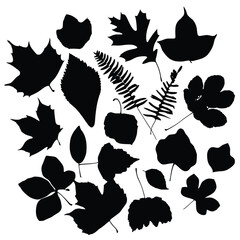 Collection of assorted black silhouette botanical plant leaves and delicate fern fronds artfully scattered together for design.