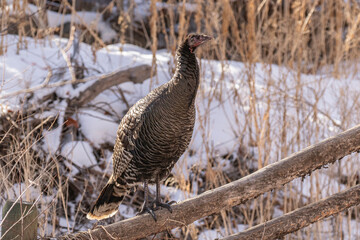 Merriam's turkey perched on a fence