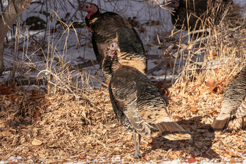 Merriam's turkeys in Idaho