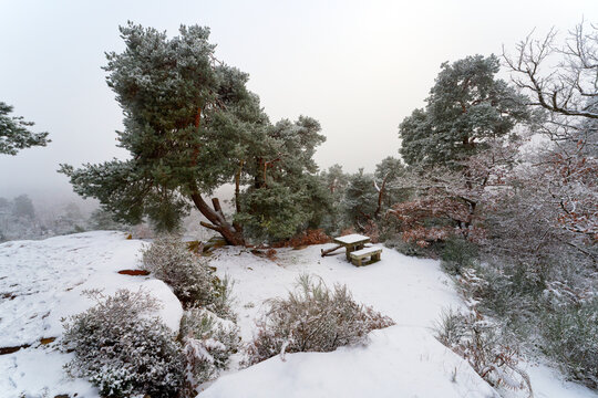 Fog and snow on Fontainebleau forest. Camp de Chailly point of view
