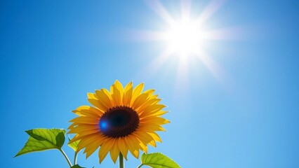 Bright yellow sunflower against a clear blue sky with sunlight. Natural summer flower photography symbolizing happiness, warmth, growth, and positivity.