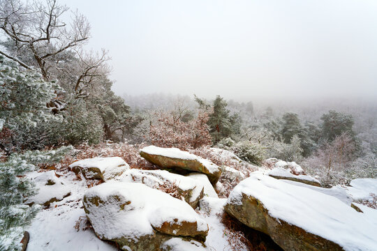 Fog and snow on Fontainebleau forest. Camp de Chailly point of view