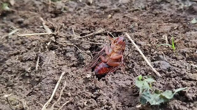 a cockroach (order Blattodea). Based on its appearance, it is most likely an American cockroach (Periplaneta americana).