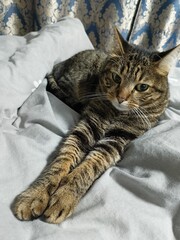 Domestic tabby cat lying on a bed with front paws stretched forward, relaxing in natural daylight. Perfect for pet lifestyle, comfort, relaxation, home interior and animal well-being concepts.