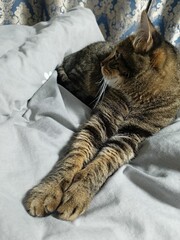 Side view of a tabby cat resting comfortably on a bed in a cozy home environment. Natural light, soft bedding and peaceful atmosphere emphasize relaxation, warmth and everyday pet life.