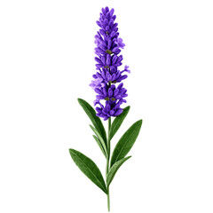 Single stalk of purple lavender with green leaves flower isolated on a transparent background
