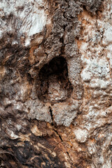 Tree bark texture reveals rugged erosion