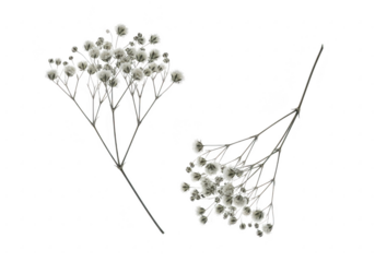 Delicate white baby s breath flowers against a stark black background