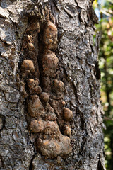 Tree bark bulge natural texture in forest.