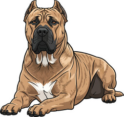 Perro de Presa Canario dog lying down attentive head raised pose