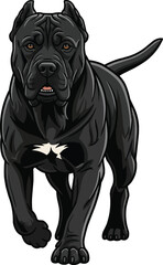 Perro de Presa Canario dog moving forward attentive movement