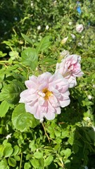 Blooming pink flowers in a lush green garden during a sunny day