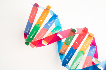 DNA or Deoxyribonucleic acid is a double helix chains structure formed by base pairs attached to a sugar phosphate backbone.