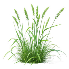 Fototapeta premium 3d lush green grass clump isolated on transparent background
