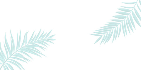 palm tree branch. White tropical background with gray palm leaves, luxurious minimalist design.