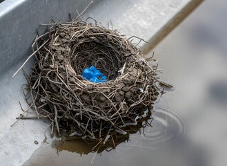 Fragile Birds Nest with Blue Plastic Debris Submerged in Water Symbolizing Environmental Pollution, Urban Wildlife, Nature, Conservation