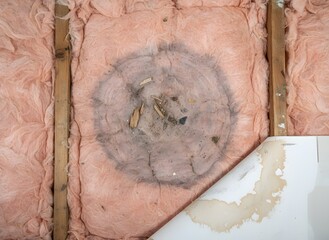 Water Damaged Insulation with Dark Mold, Peeling Drywall Symbolizing Home Repair, Structural Issues, Mold Remediation