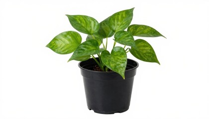 Fototapeta premium Indoor plant care essentials potted greenery for home decor enhancing living spaces indoor environment natural aesthetics