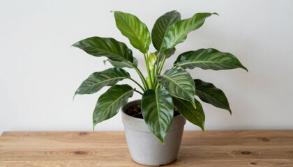 Indoor plant care tips peace lily home setting guide natural environment close-up greenery benefits for health and aesthetics