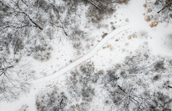 Aerial view of a snow-laden path winding through a forest of trees dusted with white, contrasting starkly against the dark branches. Acton Arboretum, Acton, MA, USA.