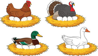 Vector illustration set of farm birds nesting featuring a brown hen a turkey a mallard duck and a white goose with eggs. © Priyanka