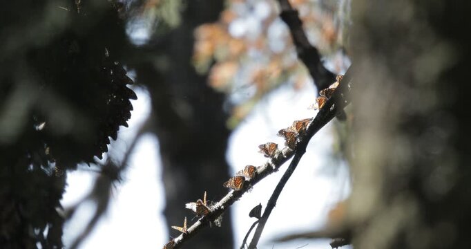 Monarch butterflies in Michoacan, Mexico 