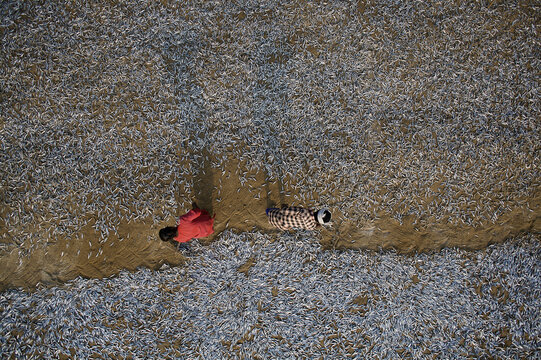 Aerial view of workers amidst a sea of drying fish, the silver scales glinting under the sun's glare, creating a shimmering contrast against the earthy tones of the ground, Kozhikode, Kerala, India.