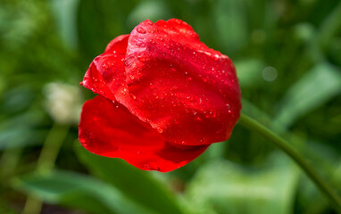 Obraz premium Red tulips in blossom with raindrops 